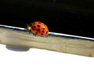 Ants Fun